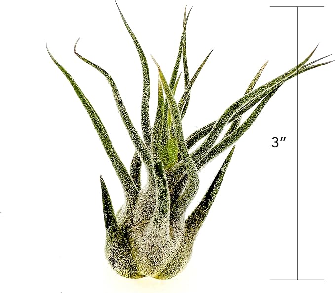 ragnaroc Air Plants - Tillandsia Pruinosa, Large 3-5" - 3ct - Live Arrival Guaranteed - House Plants for Home Decor & Gift