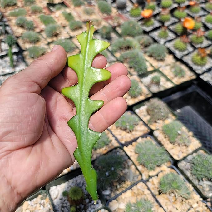 Planet Desert Epiphyllum anguliger Fishbone Cactus Cutting