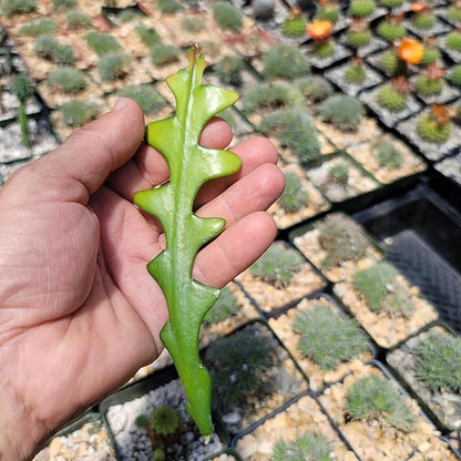 Planet Desert Epiphyllum anguliger Fishbone Cactus Cutting