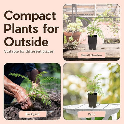 Mini Jacaranda Tree, 3-4 Inch Tall Bonsai Tree in 2-Inch Pot, Trees Live Plants Outdoor Hardiness Zones 9-11, Bonsai Live with Purple Flowers