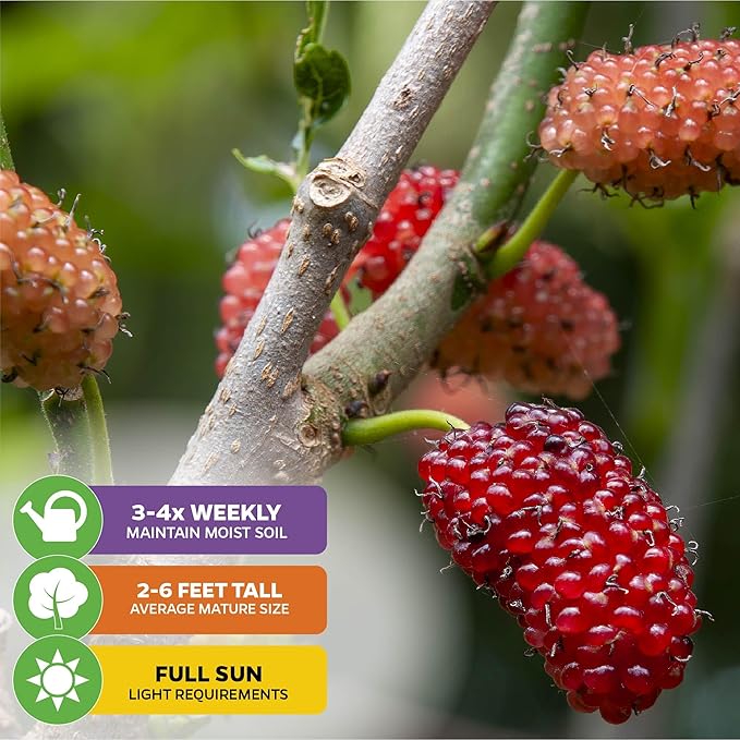 Dwarf Everbearing Black Mulberry Tree Live Plant – Morus nigra – Wellspring Gardens - Premium Fruit Tree for Indoor & Outdoor Planting – Ideal for Gardens, Patio, Landscaping, Bush & Berry Companion
