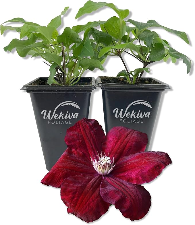 Clematis Rouge Cardinal - 2 Live Starter Plants in 2 Inch Growers Pots - Starter Plants Ready for The Garden - Rare Clematis for Collectors