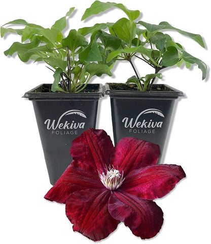 Clematis Rouge Cardinal - 2 Live Starter Plants in 2 Inch Growers Pots - Starter Plants Ready for The Garden - Rare Clematis for Collectors