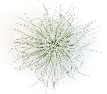 Jumbo Tectorum Ecuador Air Plant - Live Tillandsia Succulent House Plants - Available in Wholesale and Bulk - Home and Garden Decor - Easy Care Indoor/Outdoor Air Plants