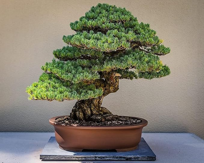 Shimpaku Juniper | 5 Live 4 Inch Pots | Pre-Bonsai Juniperus Chinensis Plants | Symbol of Harmony Balance Meditation and Peace
