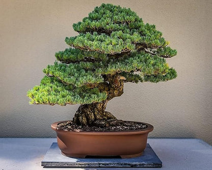 Shimpaku Juniper | 1 Live 4 Inch Pot | Pre-Bonsai Juniperus Chinensis Plants | Symbol of Harmony Balance Meditation and Peace