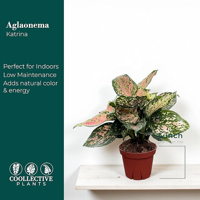 CoollectivePlants Aglaonema Katrina – Aglaonema Live Plant in 4” Grower’s Pot, Chinese Evergreen Plant Live, Green and Pink Variegated Foliage, Includes UniHeat Pack for Winter Protection