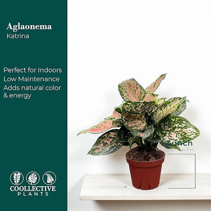CoollectivePlants Aglaonema Katrina – Aglaonema Live Plant in 4” Grower’s Pot, Chinese Evergreen Plant Live, Green and Pink Variegated Foliage, Includes UniHeat Pack for Winter Protection