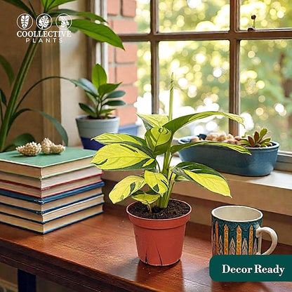 Calathea Pilosa – Live Plant in 4" Grower’s Pot, Easy to Grow Low Maintenance Indoor Houseplant, Includes UniHeat Pack for Winter Protection