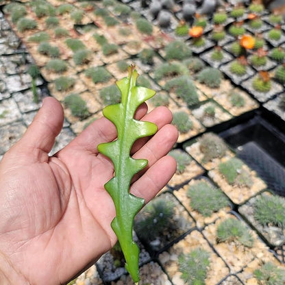Planet Desert Epiphyllum anguliger Fishbone Cactus Cutting