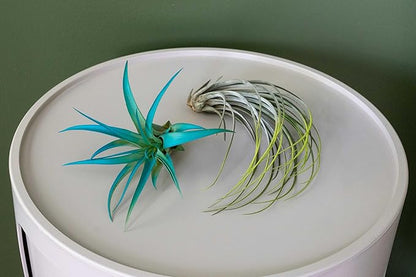Coral Colorful Tillandsia Air Plants - Long Lasting Color Enhanced Live Tillandsia Succulent House Plants - Home and Garden Decor - Easy Care Indoor/Outdoor Plants (Funckiana, Pack of 3)