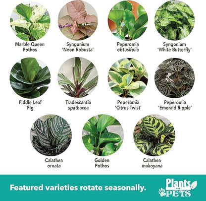 Essential Houseplant Collection (4PK) Live Plants Indoor Plants Live Houseplants in Plant Pots, Easy House Plants Indoors Live, Snake Plant, Pothos in Potting Soil, Clean Air Plants by Plants for Pets