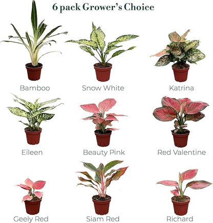 CoollectivePlants Aglaonema Live Plant Combo (Pack of 6) – Grower’s Choice Assorted Chinese Evergreen Indoor Plants Live Houseplants in 4” Growers Pots | Pet Friendly | Easy Care Low Light Houseplants
