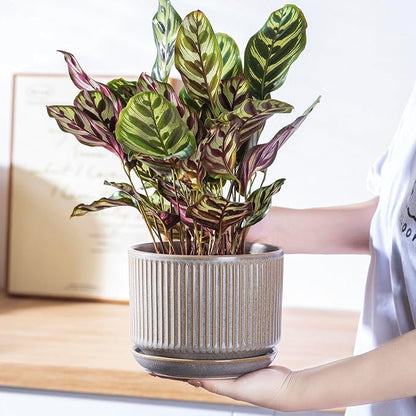 Speckle Gray Ceramic Plant Pots Set of 3, 4.3+5.5+6.7 Inch Indoor Flower Pot with Drainage Hole & Saucer & Hole Pads, Striped Decorative Planter Set for Indoor Plants, Gardening Pots & Accessories