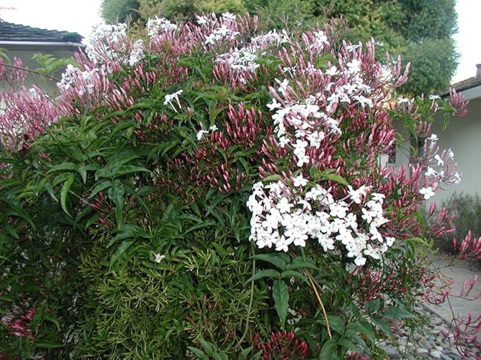 Pink Jasmine Vine - Jasminum Polyanthum - Fragrant & Blooming, Perfect for Indoor/Outdoor Decor (4 Pink jas Cups)