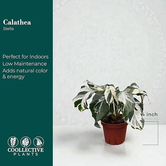 CoollectivePlants Calathea Stella – Live Calathea Plant in 4″ Grower’s Pot, Low Maintenance Indoor Houseplant, Includes UniHeat Pack for Winter Protection