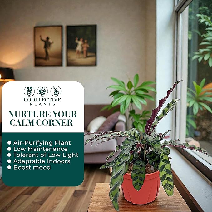 Calathea Lancifolia ‘Rattlesnake’ – Live Indoor Plant, Easy Care Low Maintenance Houseplant in 6″ Pot (Wide), Includes UniHeat Pack for Winter Protection