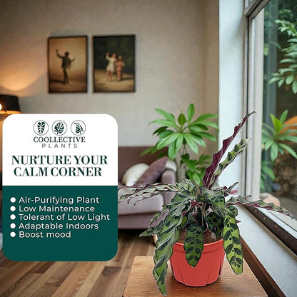 Calathea Lancifolia ‘Rattlesnake’ – Live Indoor Plant, Easy Care Low Maintenance Houseplant in 6″ Pot (Wide), Includes UniHeat Pack for Winter Protection