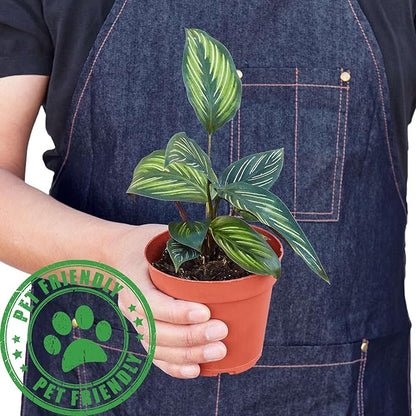 Calathea Beauty Star Live Plant for Indoor | Different Houseplants in 4'' & 6'' Pot | Real House Plant for Living Room, Office, Desk & Bathroom | Peacock Plant | Zebra Plant
