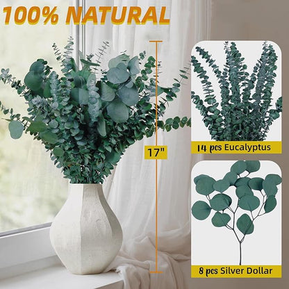 22 Pcs Large Dried Eucalyptus & Silver Dollar Leaves Bundle - Natural Real Fresh Eucalyptus, 17" Preserved Eucalyptus Stems for Shower Hanging, Bathroom Decor, Garland, Greenery Plant (22)