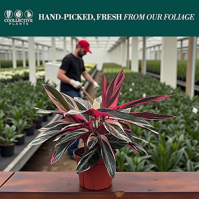 CoollectivePlants Stromanthe Triostar – Live Plant in 6″ Growers Pot, Easy Care Indoor Plant, Low Maintenance Houseplant, Rare House Plants Live