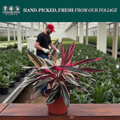 CoollectivePlants Stromanthe Triostar – Live Plant in 6″ Growers Pot, Easy Care Indoor Plant, Low Maintenance Houseplant, Rare House Plants Live