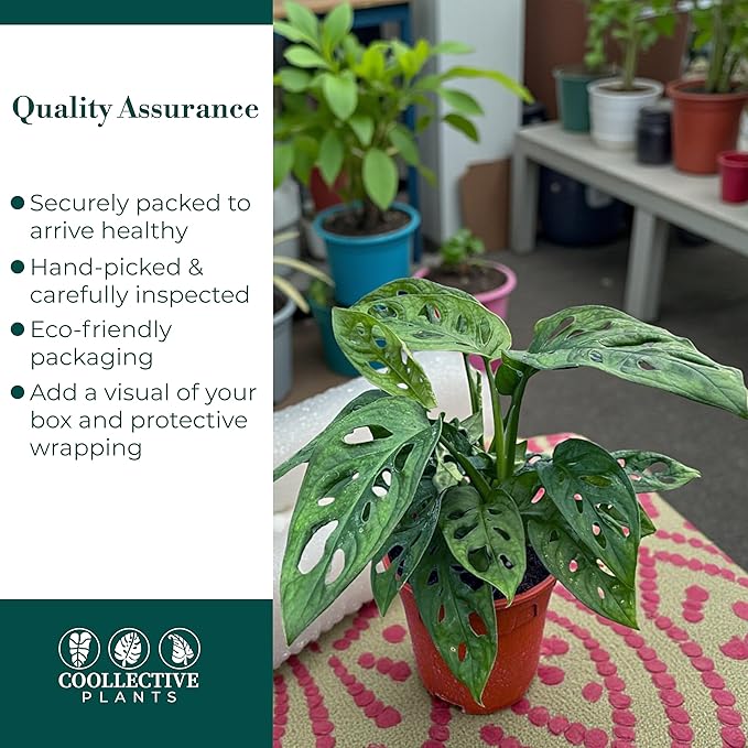 CoollectivePlants Monstera Swiss Cheese – Live Monstera Adansonii Plant in 6″ Grower’s Pot, Indoor Swiss Cheese Houseplant, Includes UniHeat Pack for Winter Protection