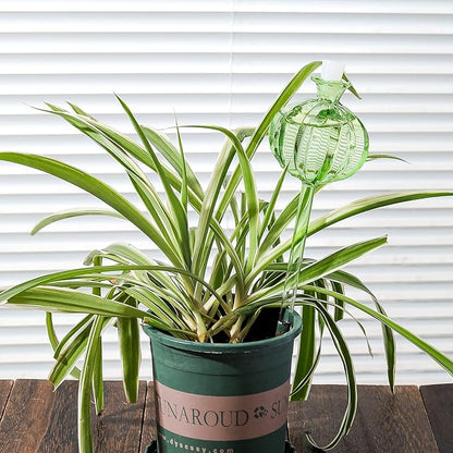 Self Watering Planter Insert. Plant Watering Devices. 3-Pack Cactus Plant Watering Bulbs. Plant Watering Globes. Plant Gifts Plant Lover Gifts