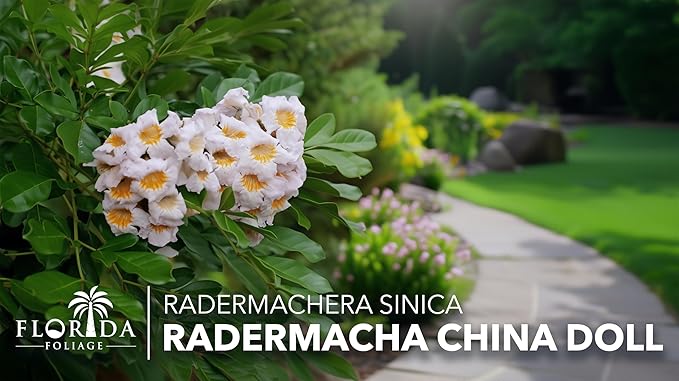 Radermacha | 1 Live Plants | Radermachera Sinica | Lush Indoor Tree | Live Houseplant | Easy Care | Air Purifying | Decorative Foliage | Fast Growing | Ideal for Home Or Office Decor