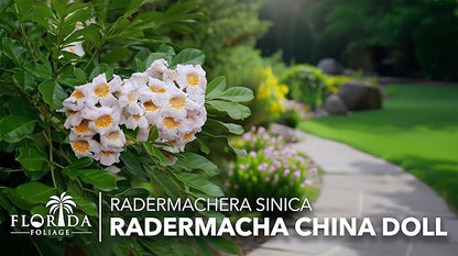Radermacha | 1 Live Plants | Radermachera Sinica | Lush Indoor Tree | Live Houseplant | Easy Care | Air Purifying | Decorative Foliage | Fast Growing | Ideal for Home Or Office Decor