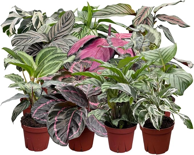 CoollectivePlants Calathea Assorted Collection - Live Indoor Plants in 4" Growers Pot, Easy to Grow Beginner Houseplant, Pet Friendly Plants Indoor Décor (10 Pack)