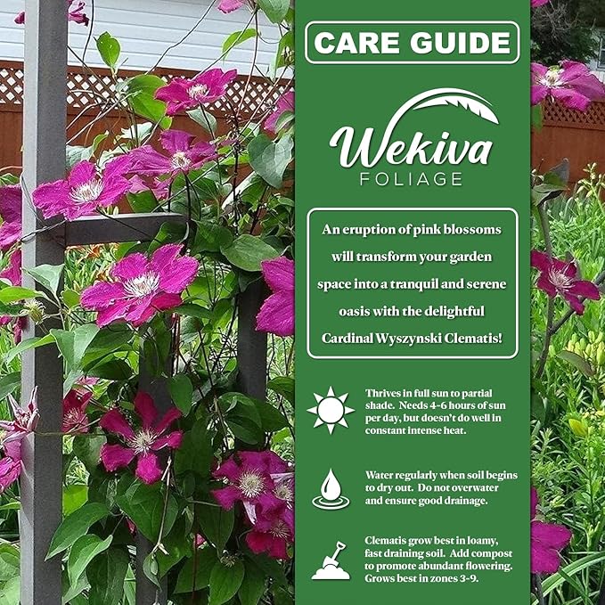 Clematis Cardinal Wyzynski - 2 Live Starter Plants in 2 Inch Growers Pots - Starter Plants Ready for The Garden - Rare Clematis for Collectors