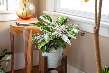 Calathea White Fusion Live Plant for Indoor | Different Houseplants in 4'' & 6'' Pot | Real House Plant for Living Room, Office, Desk & Bathroom | Peacock Plant | Zebra Plant