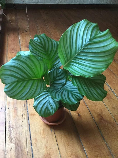 Calathea Orbifolia - 5 Live Plants in 4 Inch Pots - Calathea Orbifolia - Beautiful Easy to Grow Air Purifying Indoor Plant