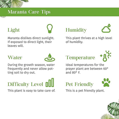 Maranta Red Prayer Live Plant for Indoor | Different Houseplants in 3'' Pot | Real House Plant for Living Room, Office, Desk & Bathroom | Prayer Plant