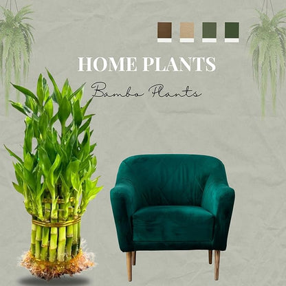 Live Two Tier Lucky Bamboo Plant - Bundle of 15 Stalks - Easy to Grow, Air Purifying, Live Indoor Houseplants Flowers for Home Office Wedding Decor & Giftable (Without Pot) (Heat Pack Included)