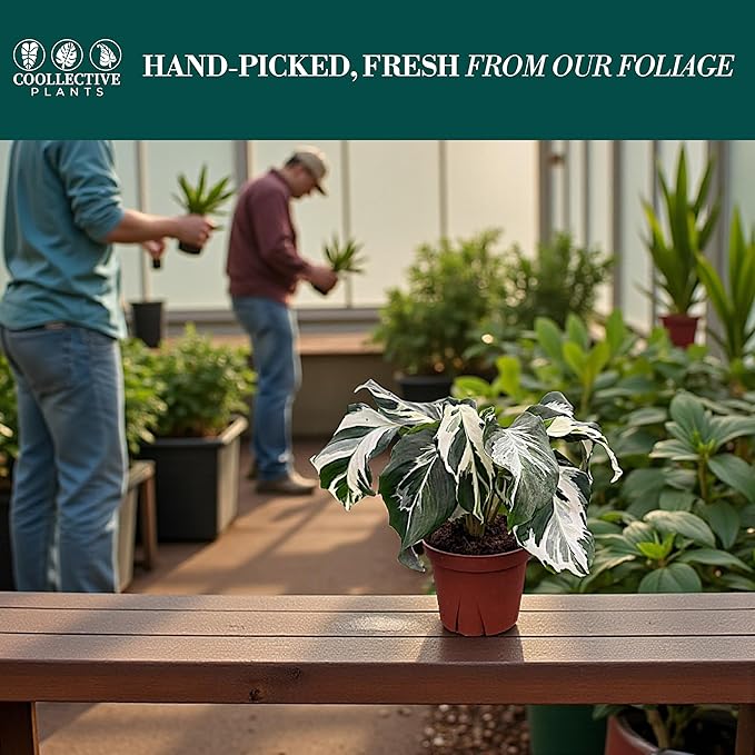 CoollectivePlants Calathea Stella – Calathea Plant Live in 4″ Grower’s Pot, Live Indoor House Plants, Low Maintenance Houseplant