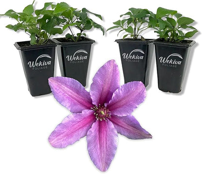 Clematis Tumaini - 4 Live Starter Plants in 2 Inch Growers Pots - Starter Plants Ready for The Garden - Rare Clematis for Collectors