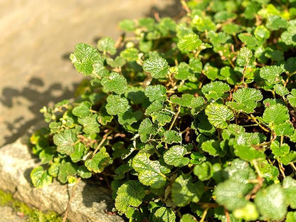 Greenwood Nursery: Live Ground-Cover Plants - Creeping Raspberry + Rubus Calycinoides - [Qty: 2X Pint Pot] - (Click for Other Available Plants/Quantities)