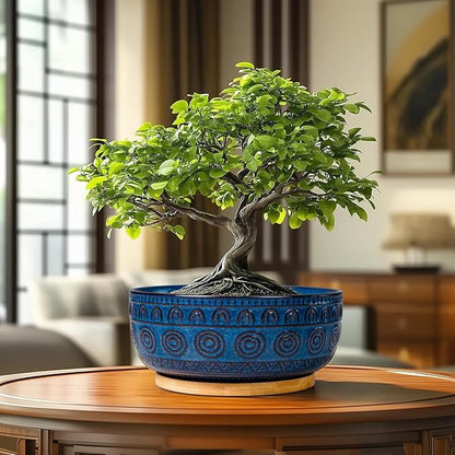 Bonsai Pots 8 Inch - Ceramic Succulent Pots for Indoor Plants, Shallow Round Planters with Drainage Hole and Saucer, Boho Bonsai Bowl, Home Decor, Blue