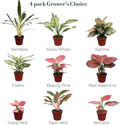 CoollectivePlants Aglaonema Live Plant Combo (Pack of 4) – Grower’s Choice Assorted Chinese Evergreen Indoor Plants Live Houseplants in 4” Growers Pots | Easy Low Light Indoor Plants