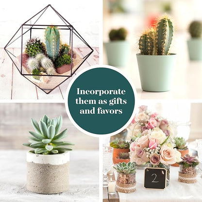 Shop Succulents Premium Live Mini Cactus and Succulent Plants in 2" Pots, Easy Care Indoor or Outdoor Gardening, Terrariums, Favors, & Contemporary Spaces with Hardy, Resilient Varieties, Pack of 20