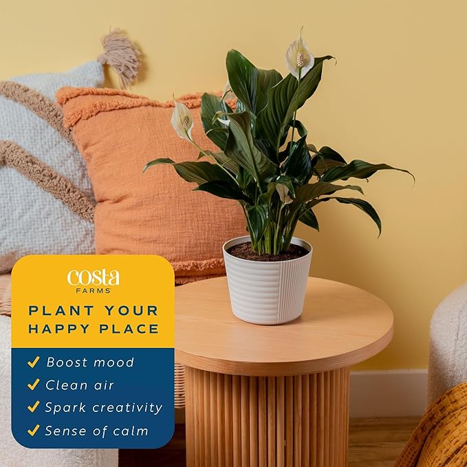 Costa Farms Peace Lily Live Plant in Decorative Pot, Air Purifying Flowering Indoor Houseplant, Perfect for Home, Room, or Office Decor, Great House Warming or Birthday Gift, 14-24 Inches Tall