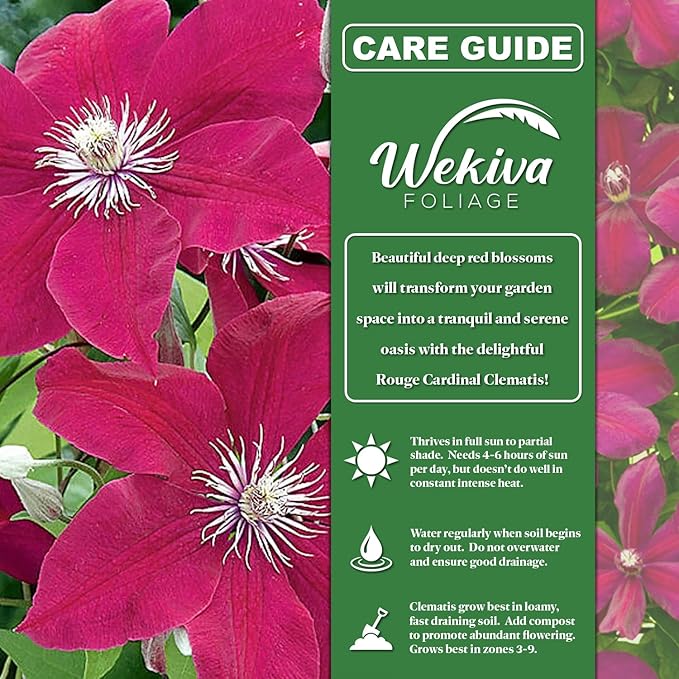 Clematis Rouge Cardinal - 3 Live Starter Plants in 2 Inch Growers Pots - Starter Plants Ready for The Garden - Rare Clematis for Collectors