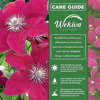 Clematis Rouge Cardinal - 2 Live Starter Plants in 2 Inch Growers Pots - Starter Plants Ready for The Garden - Rare Clematis for Collectors