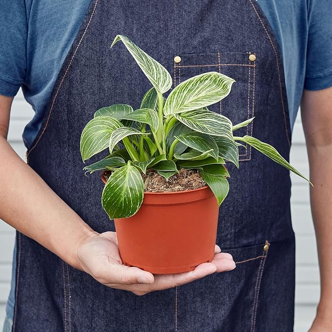 Philodendron Birkin Live Plant for Indoor | Different Houseplants in 4'' & 6'' Pot | Real House Plant for Living Room, Office, Desk & Bathroom | Birkin