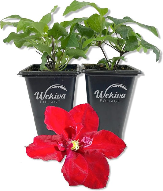 Clematis Charmaine - 2 Live Starter Plants in 2 Inch Growers Pots - Starter Plants Ready for The Garden - Rare Clematis for Collectors
