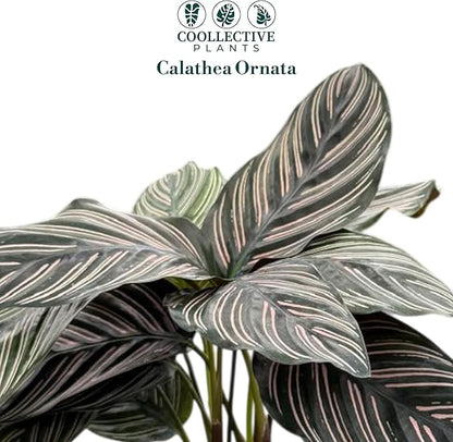 Calathea Ornata | Live Plant in a 4 Inch Growers Pot, Live Indoor, Easy to Grow, Easy to Care, and Low Maintenance Houseplant (4" Pot)