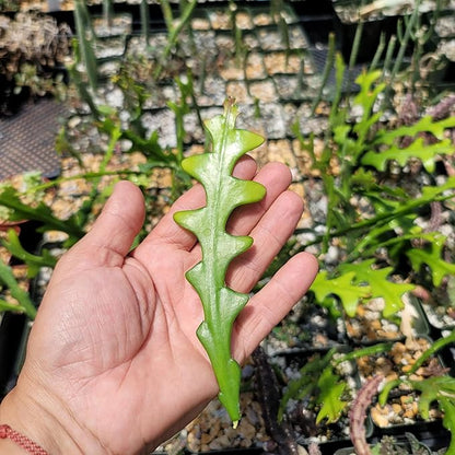 Planet Desert Epiphyllum anguliger Fishbone Cactus Cutting