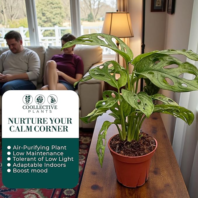 CoollectivePlants Monstera Swiss Cheese – Live Monstera Plant in 6″ Grower’s Pot, Monstera Adansonii Live Plant, Swiss Cheese Plant Indoor House Plants